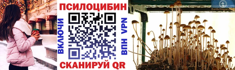 купить наркотик  Малгобек  Галлюциногенные грибы Psilocybe 